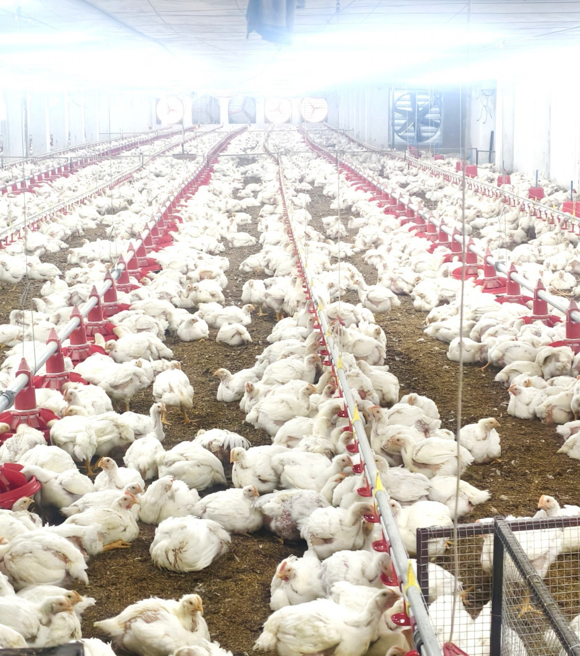 गांव की महिलाओं का कमाल! आधुनिक पोल्ट्री फार्म से हर महीने 80 हजार से ज्यादा आय