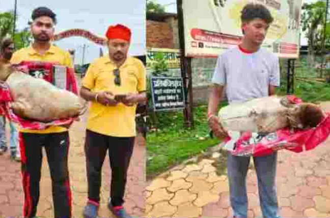 Bhilai Cow Shelter News: सरकारी गोशाला में गायों से क्रूरता का मामला, मृत बछड़े की खाल में भूसा भरकर बनाया पुतला