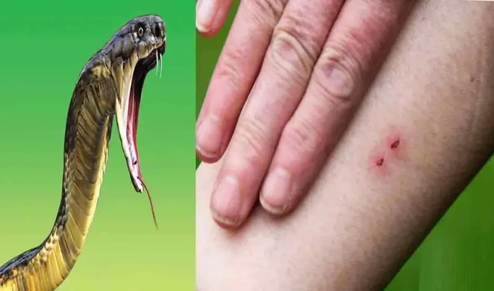 Snakebite Scam:छत्तीसगढ़ के सर्पदंश मुआवजा घोटाले में बड़ा अपडेट, EOW को सौंपी जा सकती है जांच