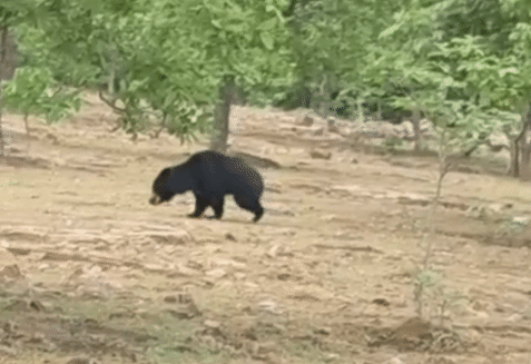 Rani Mai Temple Bear Rescue: 59 दिन से घायल हालत में घूम रहा था भालू, वन विभाग ने किया रेस्क्यू; होटल में खाता था भजिया, पी जाता था तेल
